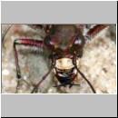 Cicindela hybrida - Duenen-Sandlaufkaefer 16 Sandgrube Niedringhaussee.jpg